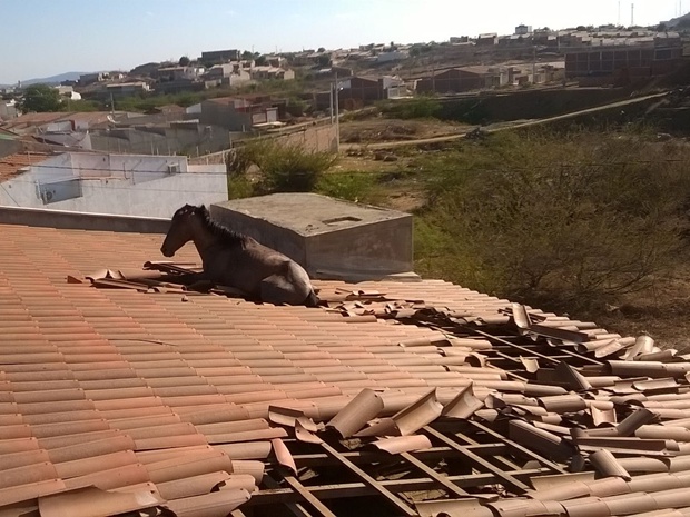 Cavalo foi parar em cima de telhado de casa após 'errar' caminho em Cajazeiras, na Paraíba (Foto: Cícero Segundo / Corpo de Bombeiros)