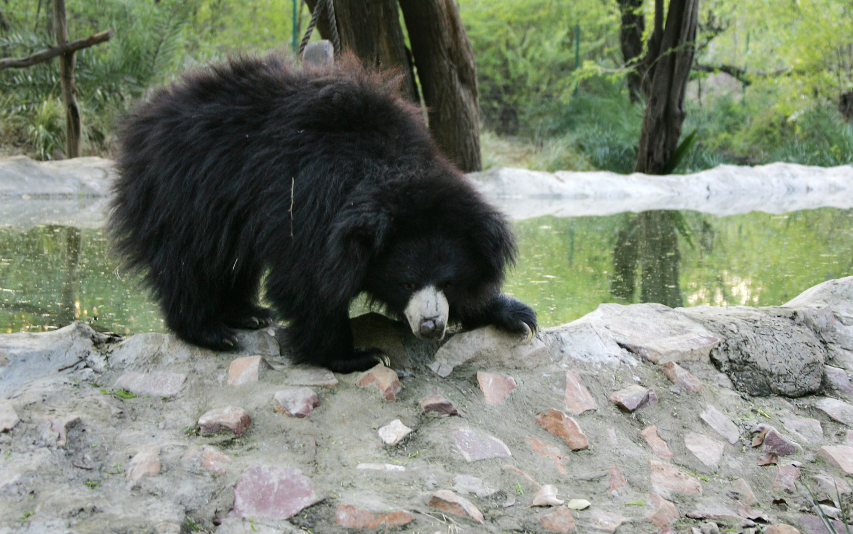 Imagem mostra urso-preguiça em centro de salvamento; animal é da mesma espécie que matou 3 pessoas na Índia neste sábado (12) (Foto: Manpreet Romana/AFP)