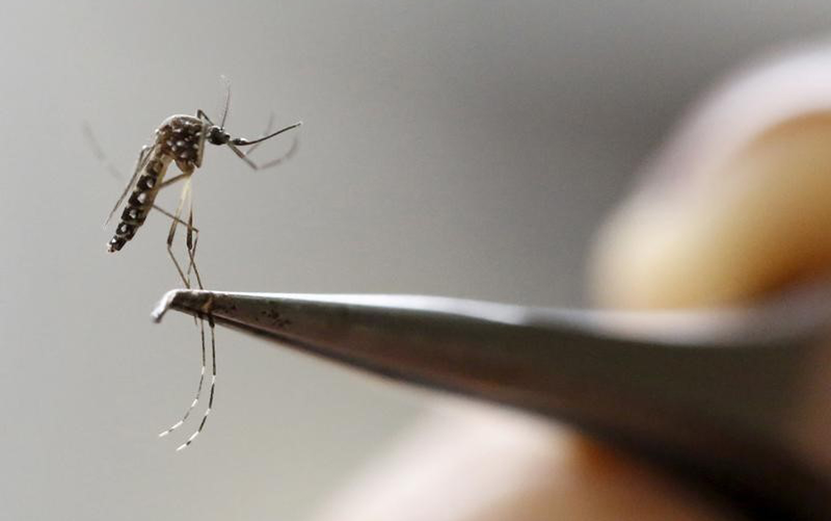 Mosquito Aedes aegypti  transmite o vírus da zika, dengue, chikungunya e febre amarela (Foto: Reuters/Jaime Saldarriaga)