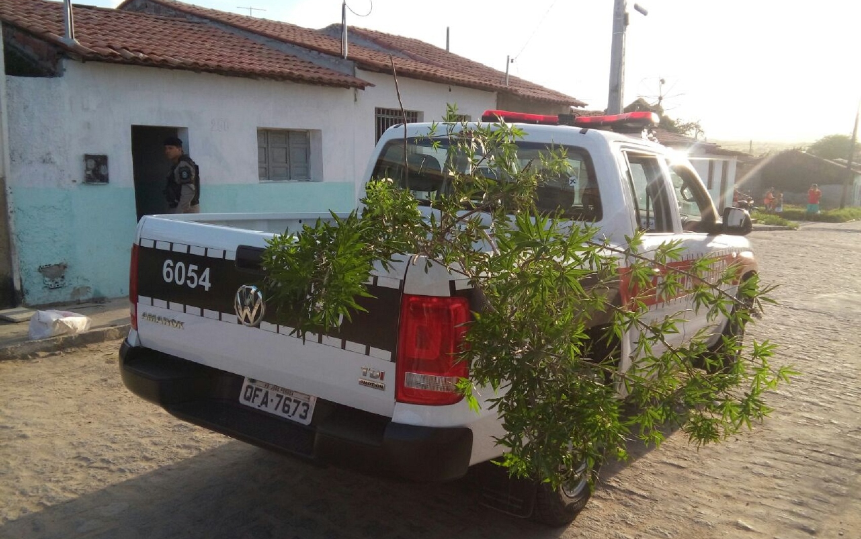 Durante a operação a polícia apreendeu três plantas semelhantes a maconha (Foto: Volney Andrade)