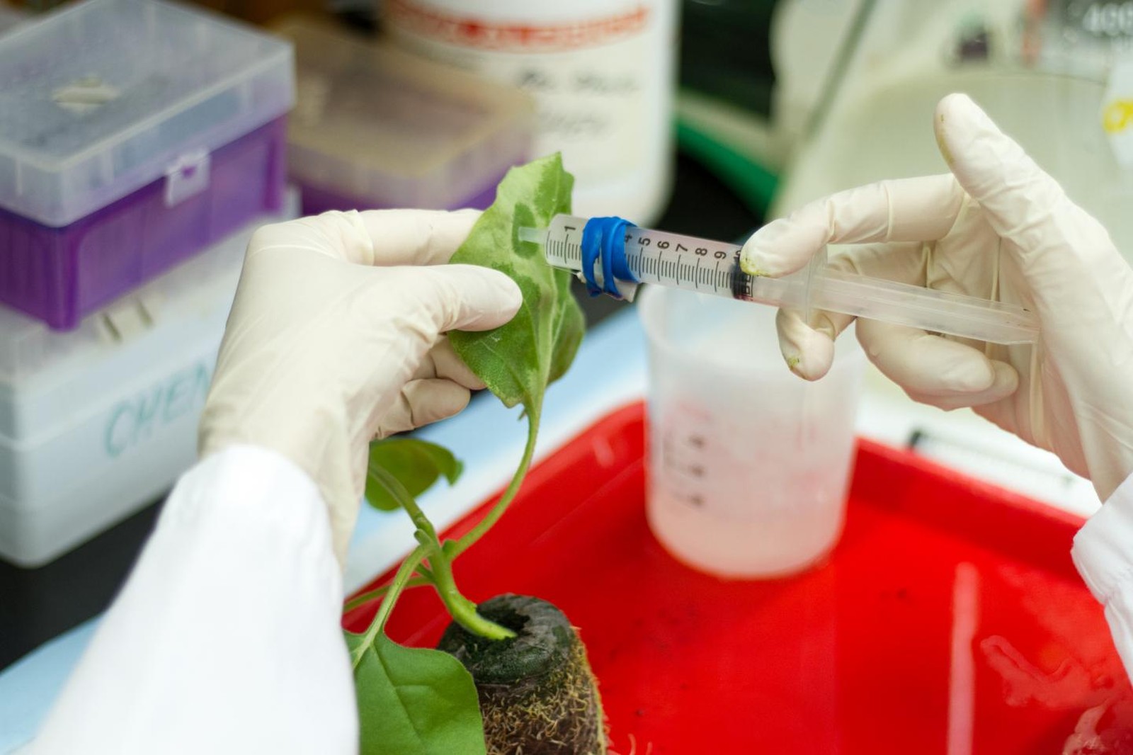 Planta é infectada com vírus para produzir alto rendimento de componentes da proteína da vacina em suas folhas (Foto: Jason Drees, Biodesign Institute, Arizona State University)