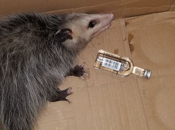 Animal estava ao lado de uma garrafa de bourbon, que teria sido a responsável por sua embriagues