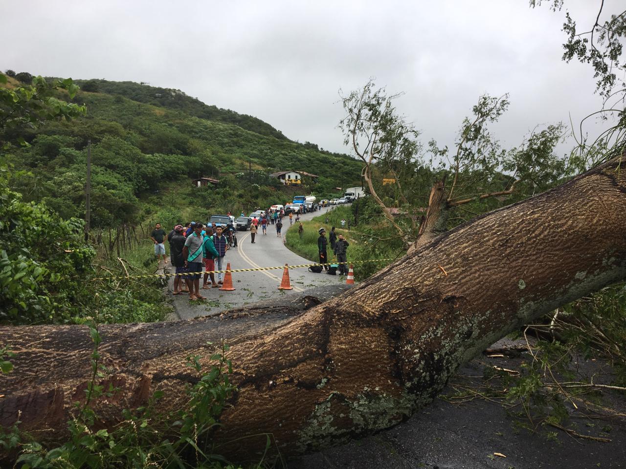 Árvore caída na rodovia entre Guarabira e Pirpirituba - Foto:  Repórter Pedro Júnior