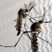 Mosquitos de Aedes aegypti são vistos no laboratório da Oxitec em Campinas